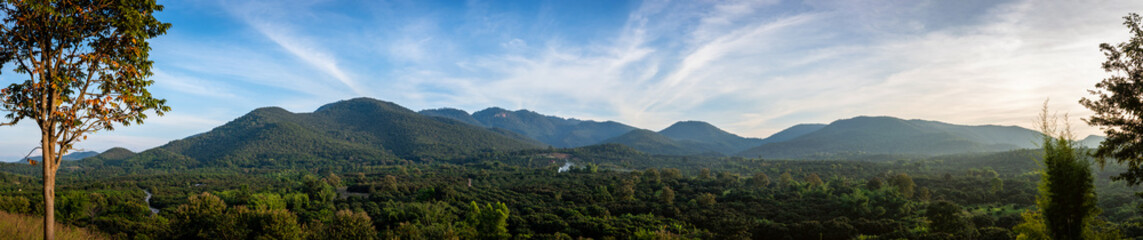 Panorama : landscape of longan garden in Lamphun, Thailand