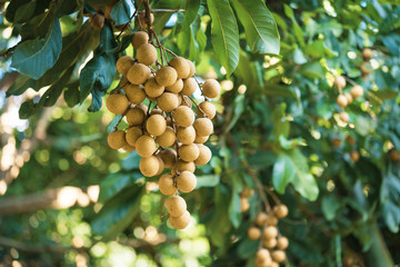 Longan orchards - Tropical fruits young longan in Lamphun, Thailand.