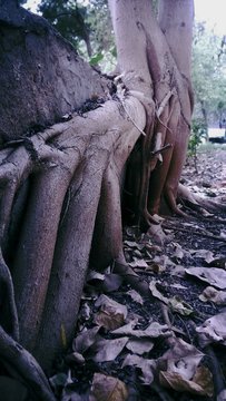 Overgrown Roots Of Tree