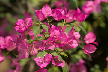 Pink  Bougainvillea flower