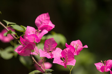 Fototapeta na wymiar Pink Bougainvillea flower