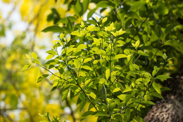 Fototapeta na wymiar Young Leaf of Cinnamomum camphora tree