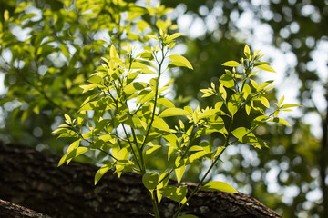 Young Leaf of Cinnamomum camphora tree