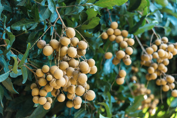 Longan orchards - Tropical fruits young longan in Lamphun, Thailand.