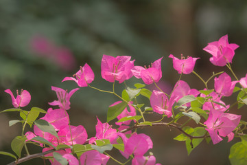 Pink  Bougainvillea flower