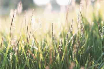 Nature Background with drops of dew on a fresh green grass with beautiful bokeh effect