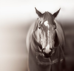 Brown horse with caparison in the farm yard. Black white.