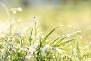 Nature Background with drops of dew on a fresh green grass with beautiful bokeh effect