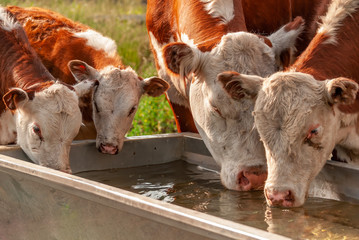 Real photograph of cows drinking water from a drinking rough at summer with nice sunlight photo...