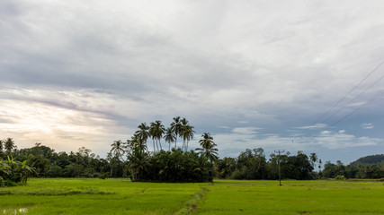 Fototapeta na wymiar sunset photograph of paddy field in kapuhempala