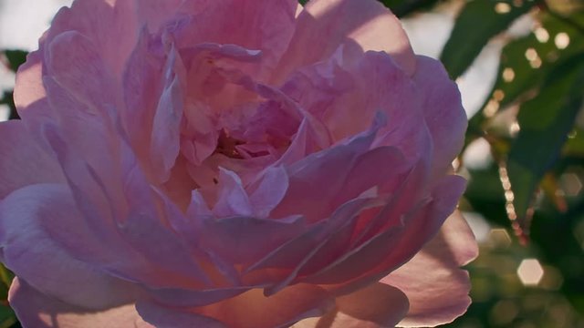 close up slow motion shot of a rose flower with flares