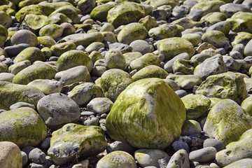 Stones with algae at tide