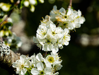 Kirschbaumblüten