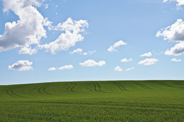 Field with tractor tracks