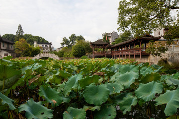 Lotus leaves in the pond