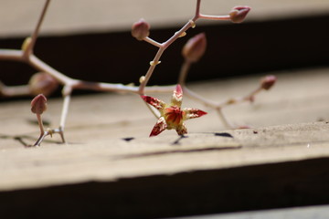 flor caida de suculenta graptopetalum