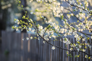 blooming cherries grow behind a wooden fence