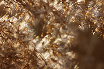 dried grass close up in the sun