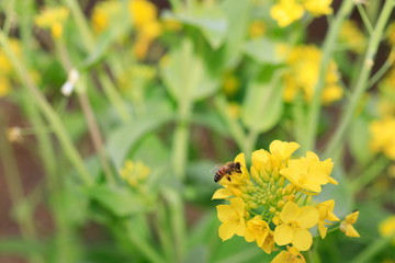 노란 유채꽃과 벌