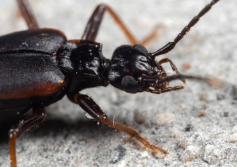 Macro Photo of Head of Earwig on The Floor