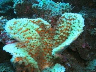 The amazing and mysterious underwater world of Indonesia, North Sulawesi, Manado, stone coral