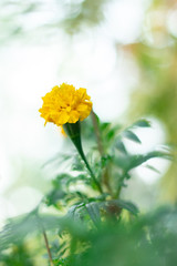 Thai yellow marigold with bokeh background.