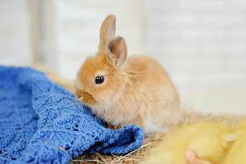Easter bunny and Easter eggs on spring green grass. Cute rabbit