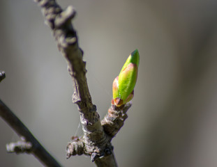 Tree's branch starting to bloom, small plant buds in early spring season, seasonal flora, small...