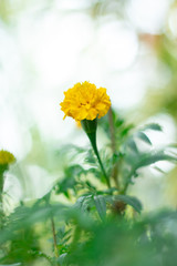 Thai yellow marigold with bokeh background.