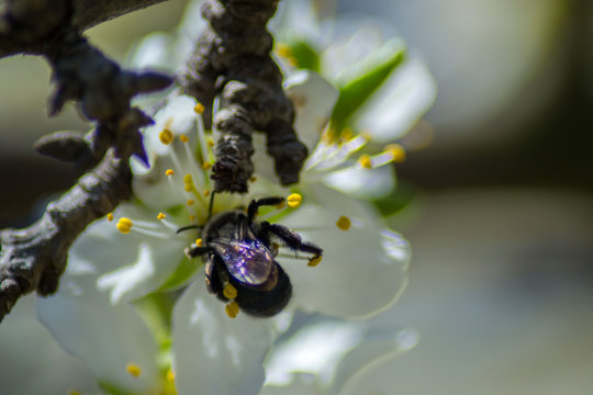 Close-up image of dark carpenter bee collecting nectar and pollen of white blossoming cherry tree, bloom, hard working insect