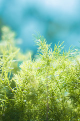 Close up Asparagus fern rim light and blue  background.