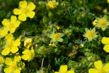 gelber Hahnenfuß mit Ameise