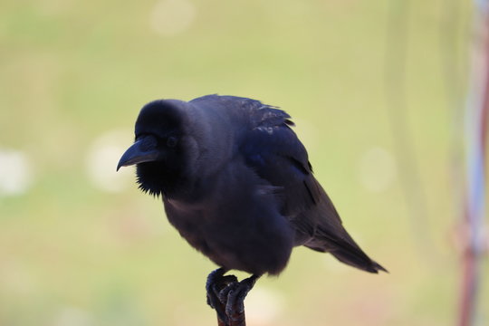 crow image of portrait