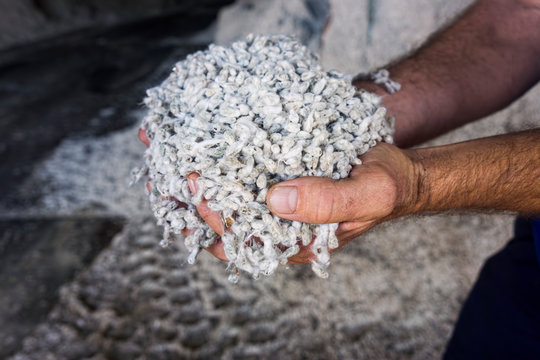 Farmers Hands Holding Cotton Seed