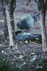 Pigeon By Dead Bird On Field