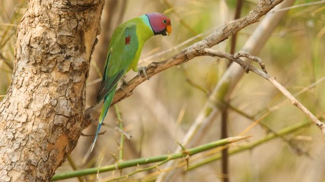 A plum headed parakeet male bird sits on a branch panting during the summer month due to the high heat in a Indian Forest during may