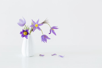 pasque-flower in vase on white background .