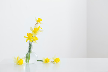 yellow narcissus in glass vase on white background