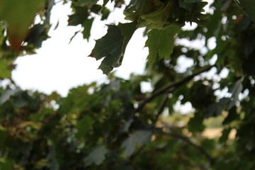 green leaves in the forest