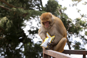 Obraz premium Shimla, India 03/01/2020: A monkey stole a packet of chips near the Hanuman Temple.