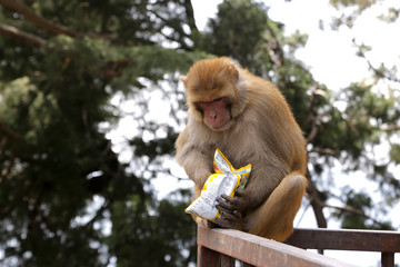 Shimla, India 03/01/2020: A monkey stole a packet of chips near the Hanuman Temple.