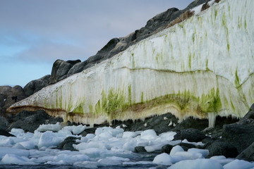 Algae on Ice