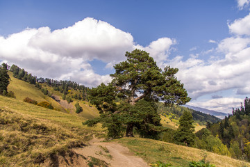 Fototapeta premium landscape in the mountains
