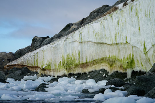 Algae On Ice