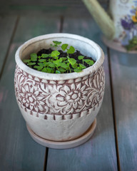 Home-grown spinach microgreens with ceramic ornamental flower pots