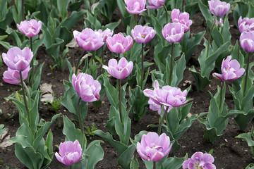 Blooming multi-colored tulips in the flowerbed. Close-up.