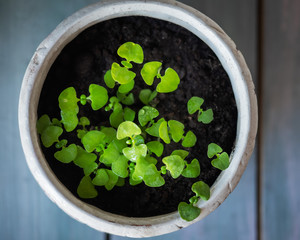 Home-made spinach microgreen. Greens in a ceramic pot