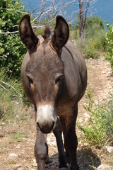 donkey on a path