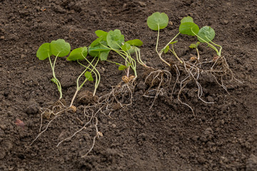 Nasturtium seedlings germinated, How to repot nasturtium concept