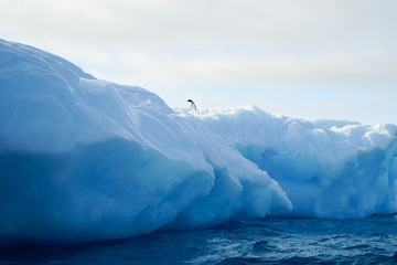 One Penguin Standing on Ice